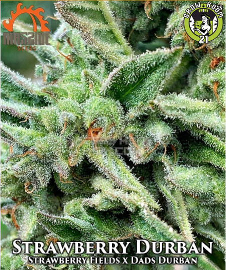 Bild von Strawberry Durban