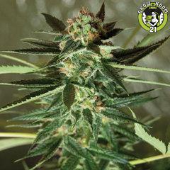 Bild von Strawberry Kush