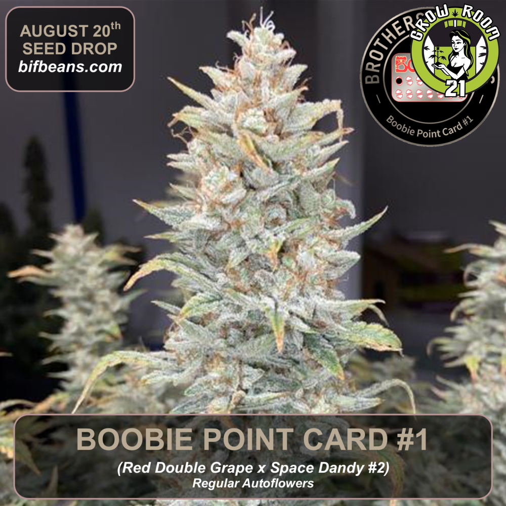 Bild von Boobie Point Card 1