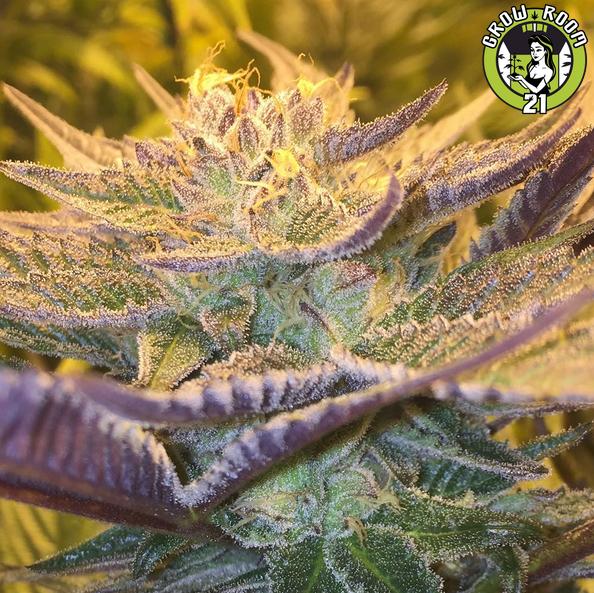 Bild von CBD Girl Scout Cookies