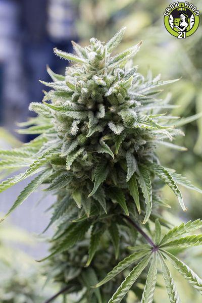 Bild von OG Kush Autoflowering