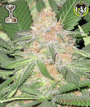 Bild von Cookies OG