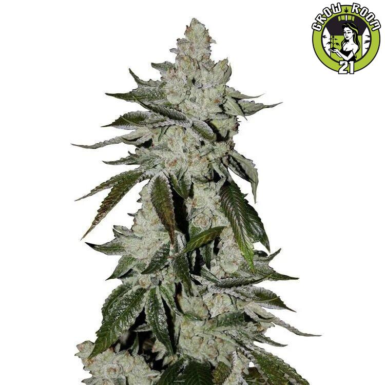 Bild von Girl Scout Cookies Autoflower