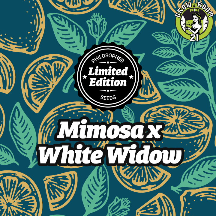 Bild von Mimosa x White Widow