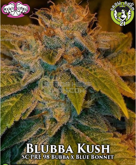 Bild von Blubba Kush