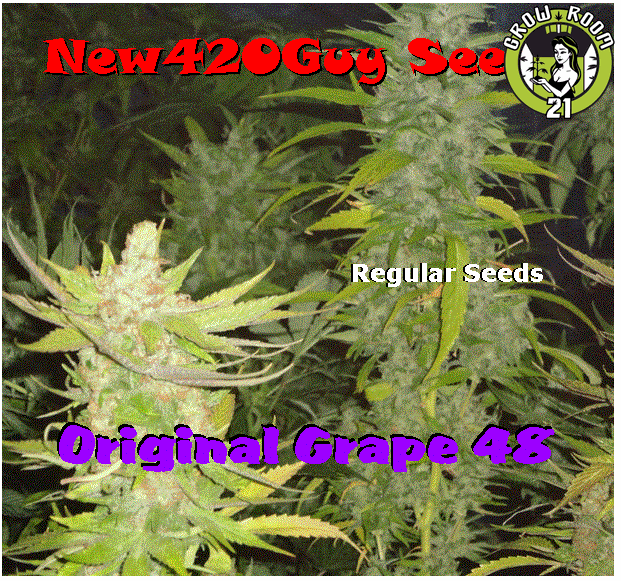 Bild von Original Grape 48