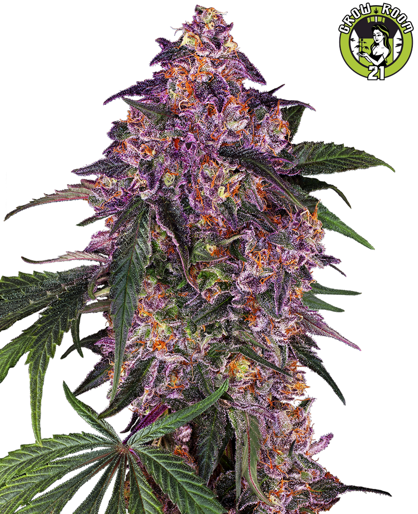 Bild von Sensi Purple Kush