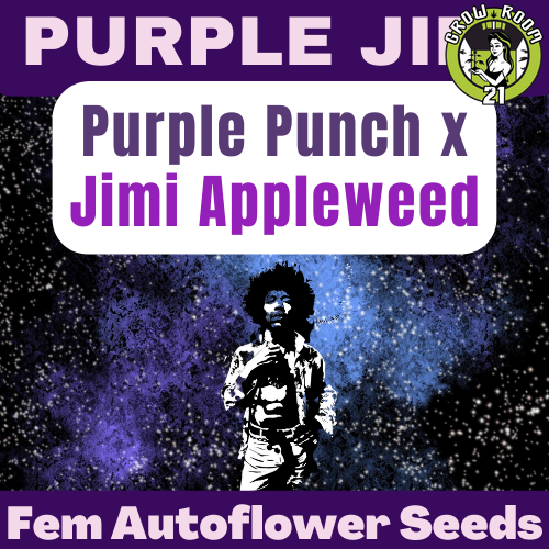 Bild von Purple Jimi