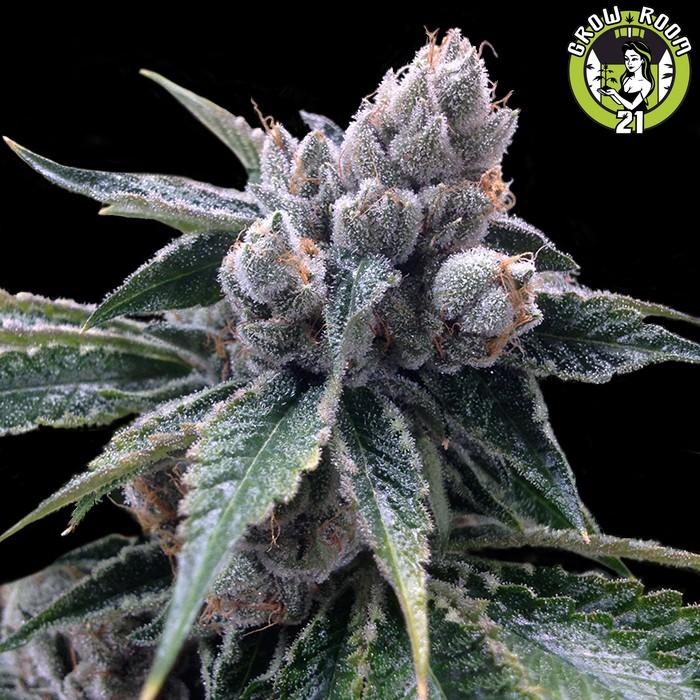 Bild von White Walker Kush