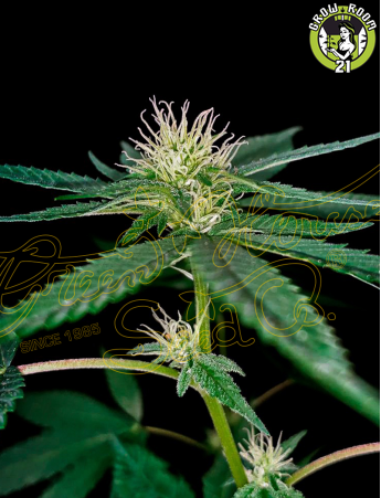 Bild von Super Lemon Haze x Banana Punch