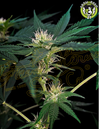 Bild von Super Lemon Haze x Purple Punch x Dosidos