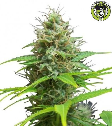 Bild von Sweet Candy Autoflowering