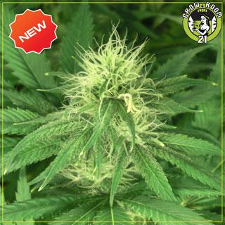 Bild von Bubba Kush