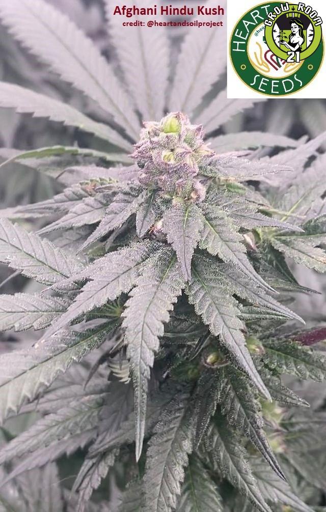 Bild von Afghani Hindu Kush