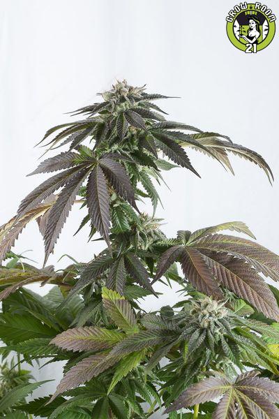 Bild von Bubba Kush CBD