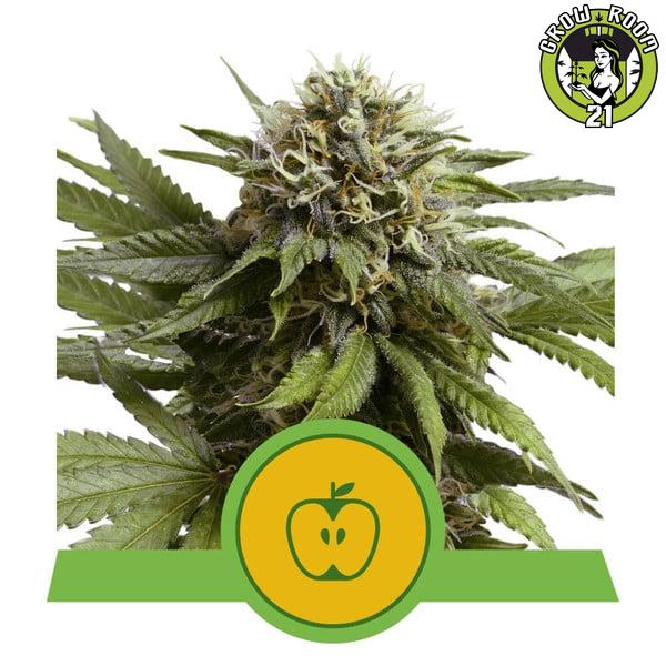 Bild von Seeds Apple Fritter Automatic