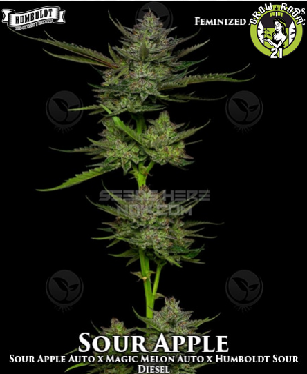 Bild von Sour Apple Autoflower