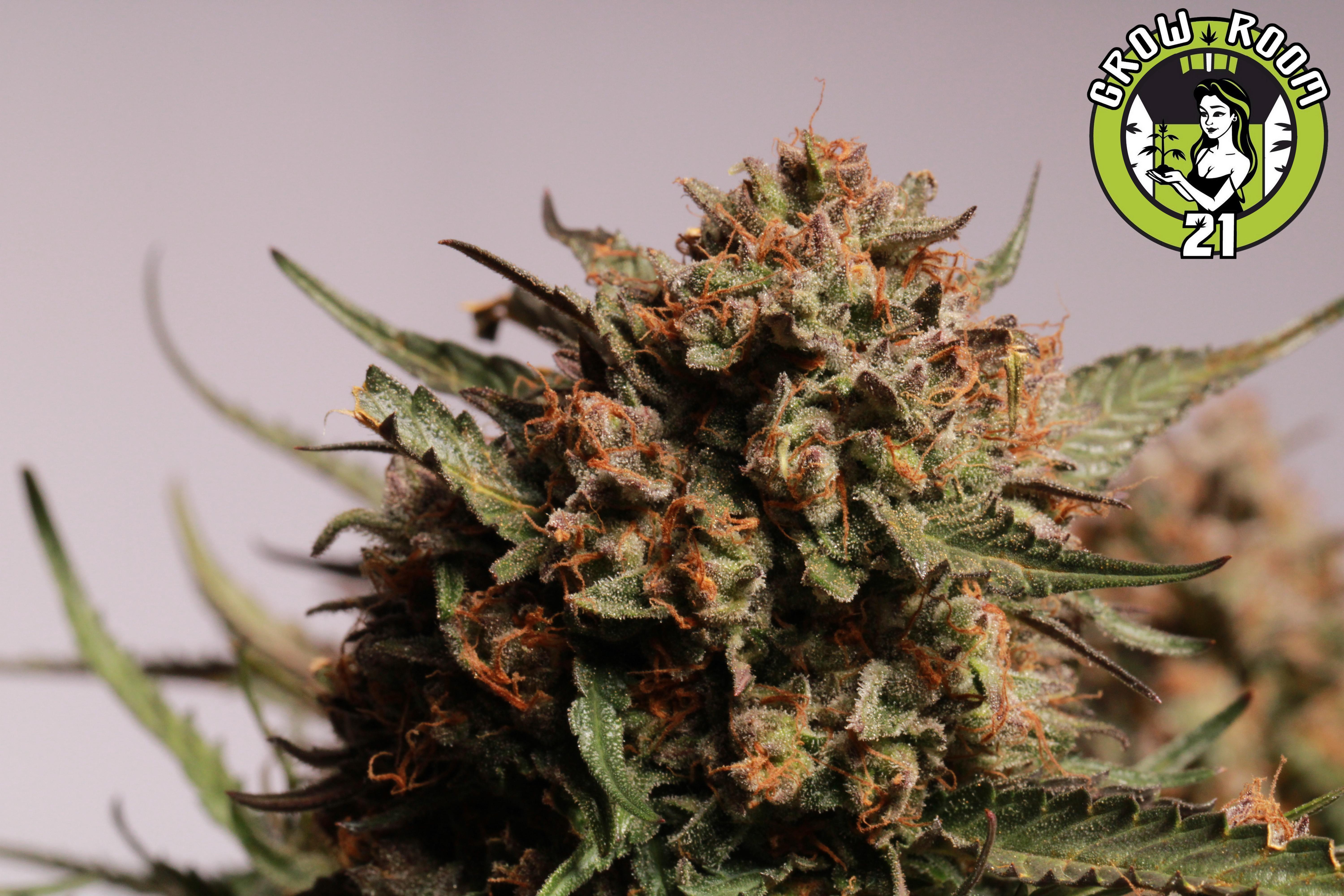 Bild von Apollo Black Cherry Autoflower