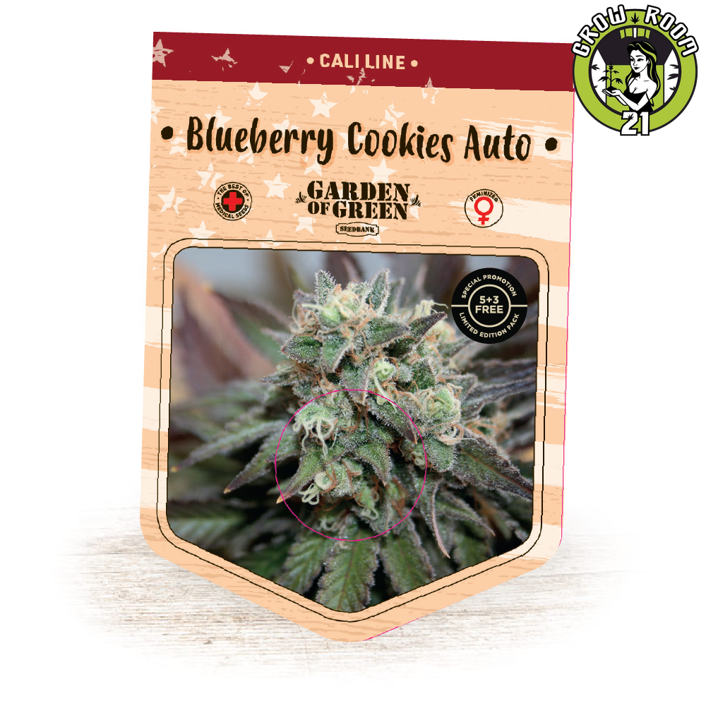 Bild von Blueberry Cookies Auto