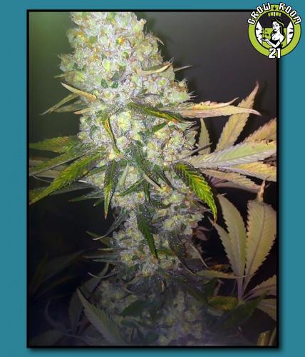 Bild von ChemDawg Guava x Creamsicle