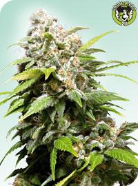 Bild von California Indica