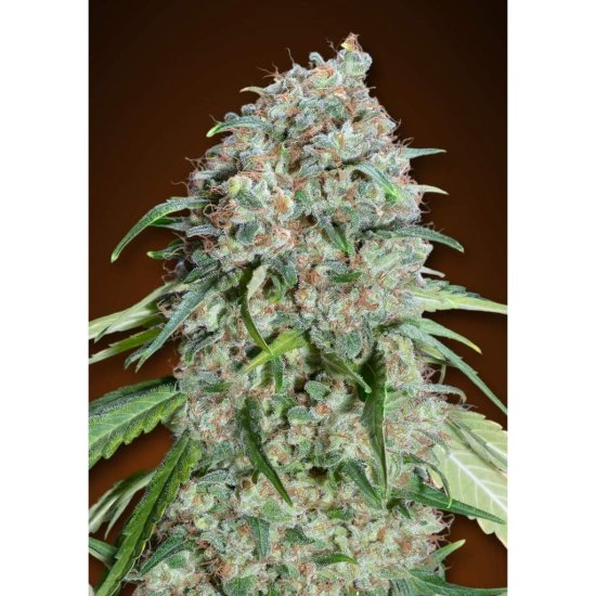 00 Seeds - Chocolate Skunk - feminised Click image to close