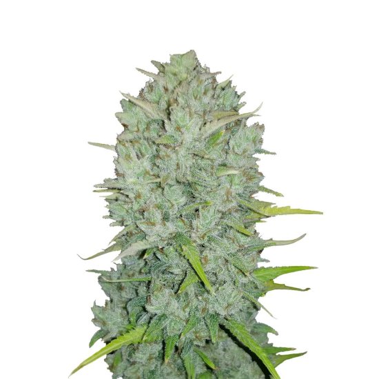 420 Fast Buds - Auto Original Northern Lights - feminised Click image to close