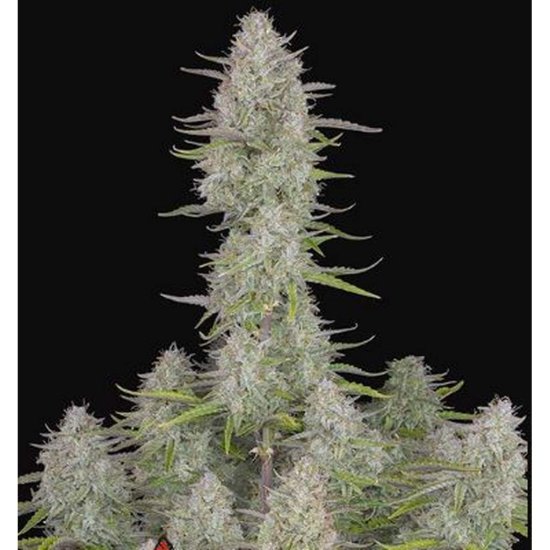 420 Fast Buds - Auto Wedding Cheesecake - feminised Click image to close