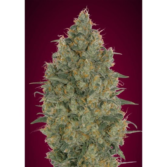 Advanced Seeds - Strawberry Gum - feminised Click image to close