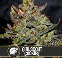 Blimburn Seeds - Girl Scout Cookies - feminised