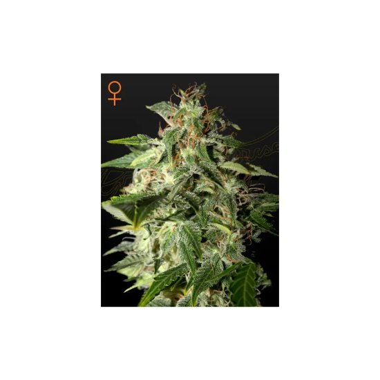 Green House Seeds Afgooey - feminised