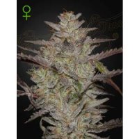 Green House Seeds Alienz Auto - feminised