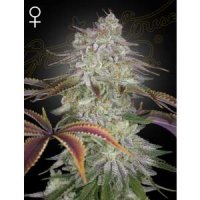 Green House Seeds Alienz - feminised