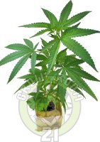 Variety Mix Cannabis Clones in Cubes