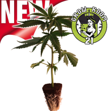 La Perla Negra - Exclusive Seeds