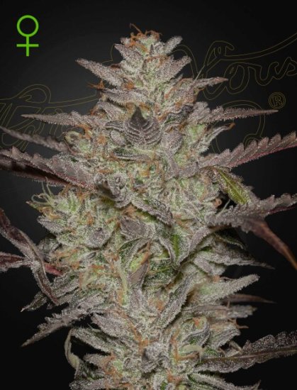 Green House Seeds Alienz Auto Click image to close