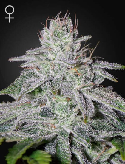 Green House Seeds Franco's Lemon Cheese Click image to close