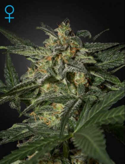 Green House Seeds White Widow Auto Click image to close