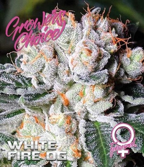 Growers Choice White Fire OG Click image to close