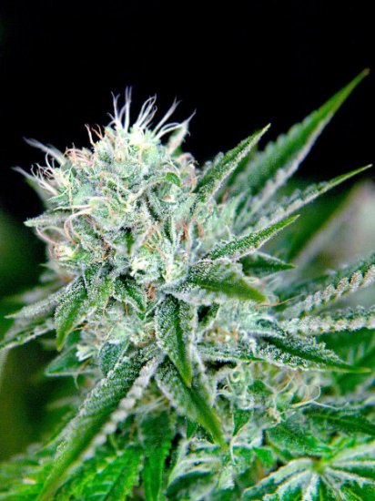 Ministry Seeds Auto Northern Lights Click image to close