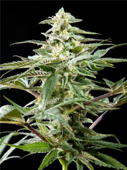 Philosopher Seeds CBD Rich Candy Click image to close