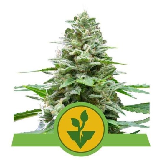 Royal Queen Seeds Easy Bud Auto Click image to close
