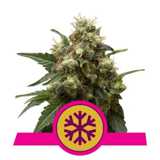 Royal Queen Seeds Ice Click image to close