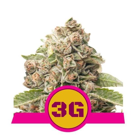 Royal Queen Seeds Triple G USA Premium Click image to close