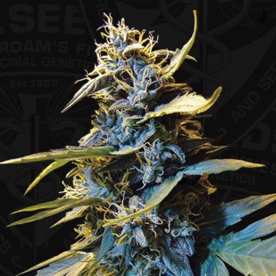 T.H. Seeds Auto Northern HOG Click image to close