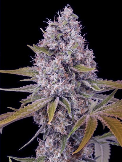 The Cali Connection Tahoe OG Kush Click image to close