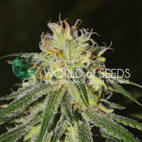 World Of Seeds Amnesia (Legend Collection) Click image to close