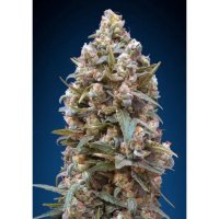 00 Seeds 00 Kush - feminised