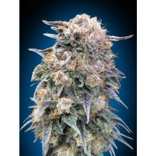 00 Seeds 00 Kush Fast - feminised