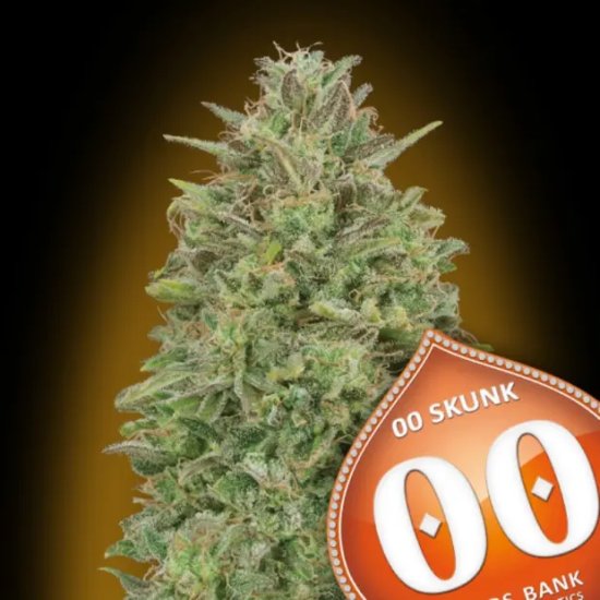 00 Seeds 00 Skunk - feminised